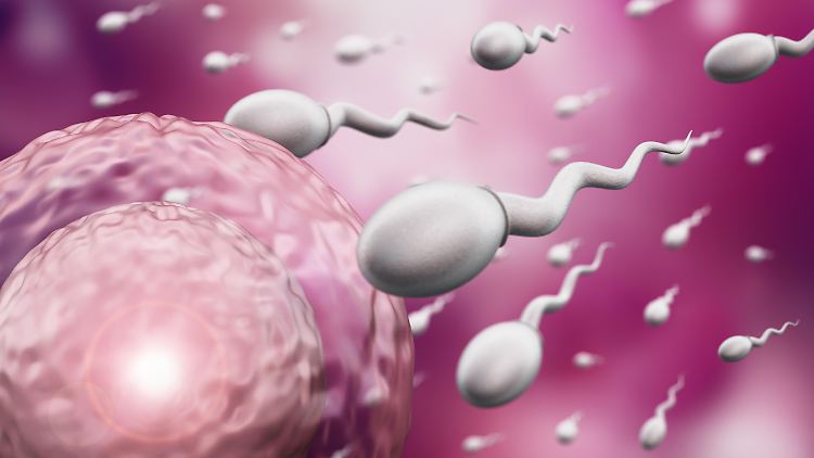 Spermien haben bestimmte Methoden, um ihre Fortbewegung zu verbessern. 