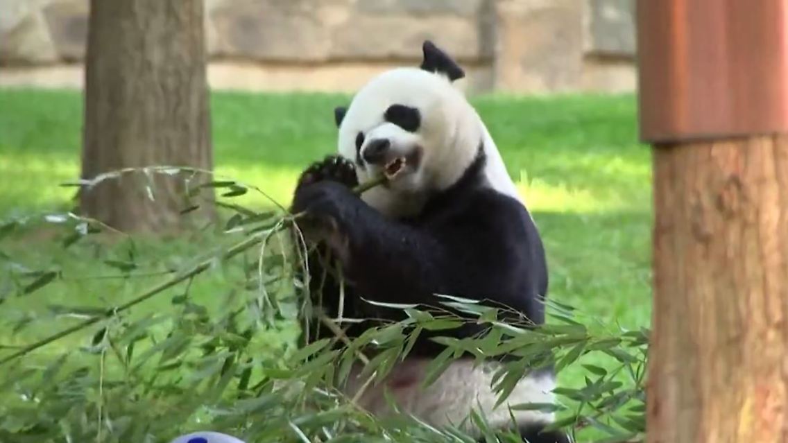 Panda.JPG