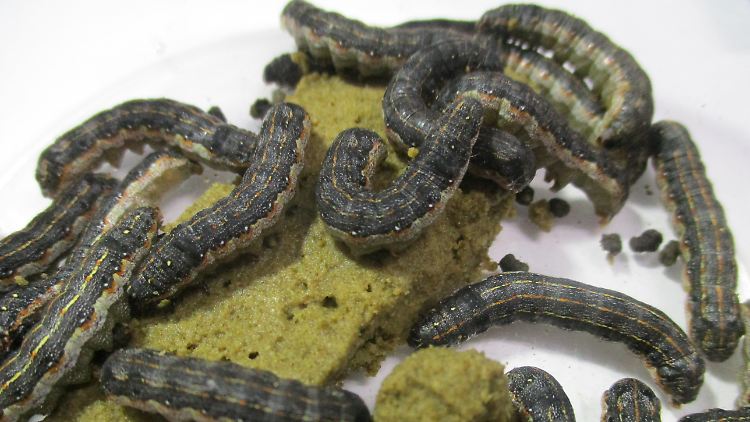 Wenn das Spodoptera-litura-Männchen-tötende Virus eine Raupen-Kolonie befällt, überleben nur die Weibchen.