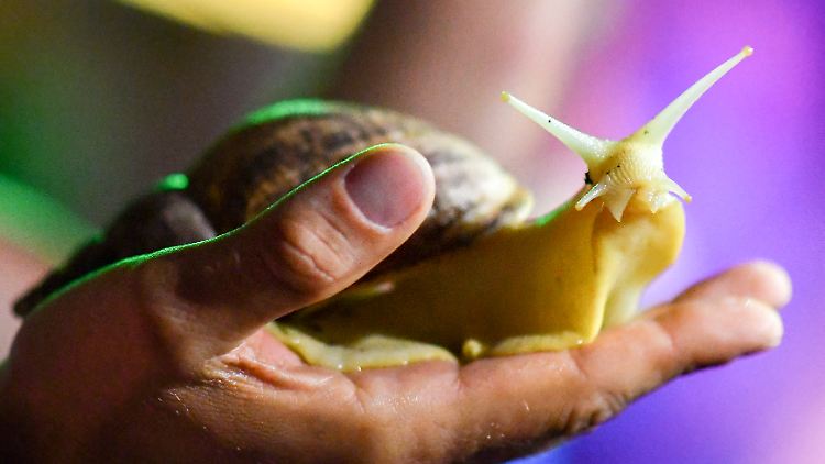 Süß oder eklig? Riesenschnecken werden als Haustiere immer beliebter.