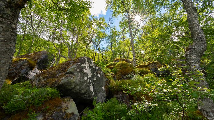Je naturbelassener ein Wald ist, umso größer ist auch die Biodiversität in ihm. 