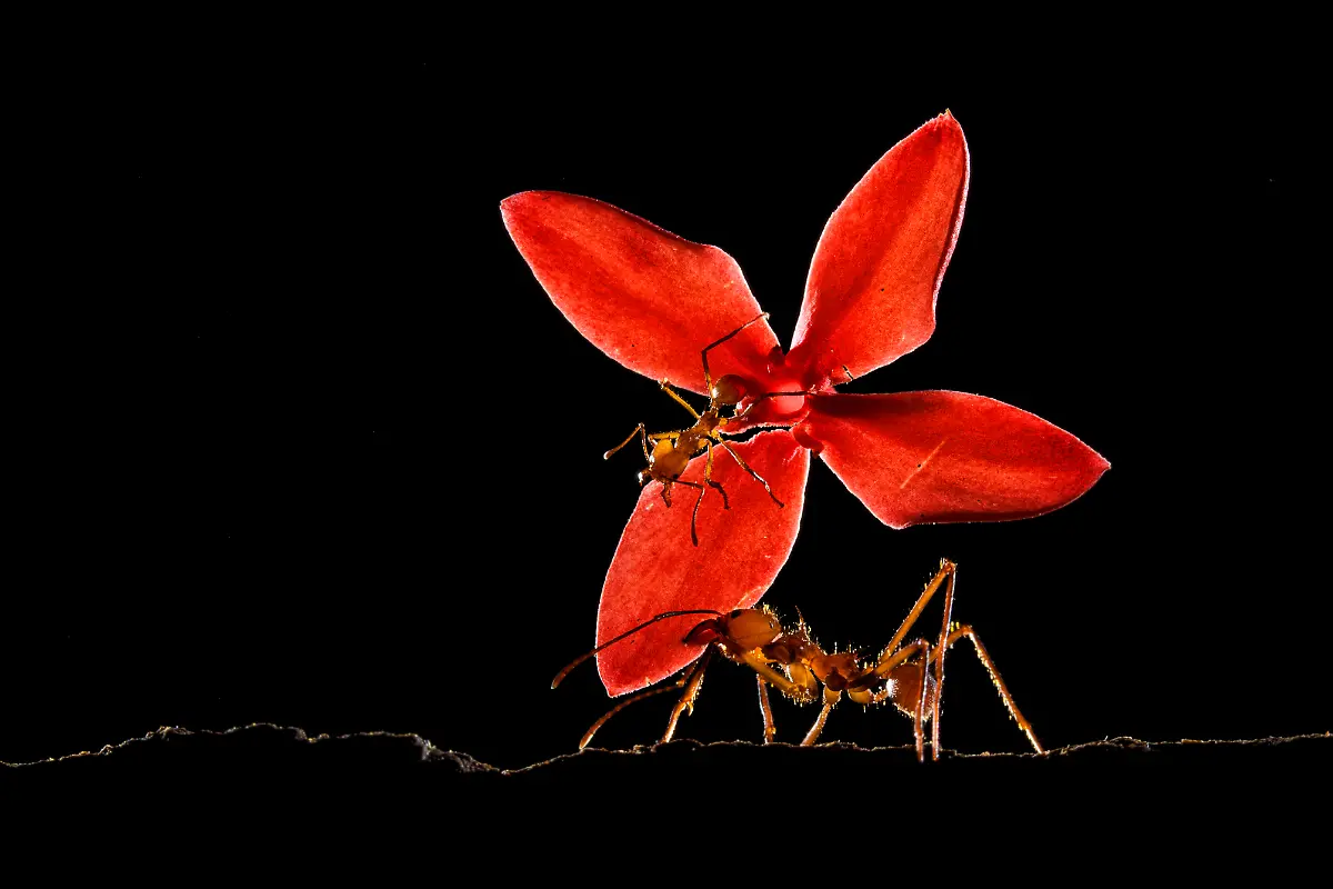 INSECTS-Finalist-Bence-Mate-Red-CUPOTY-5