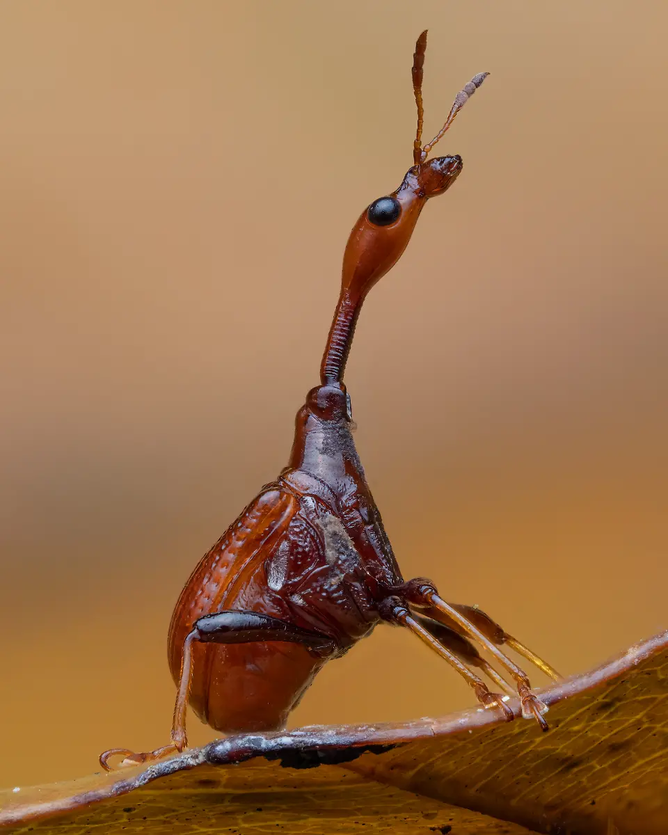 INVERT-PORTRAIT-Finalst-Jamie-Thorpe-Look-to-the-Stars-CUPOTY-5