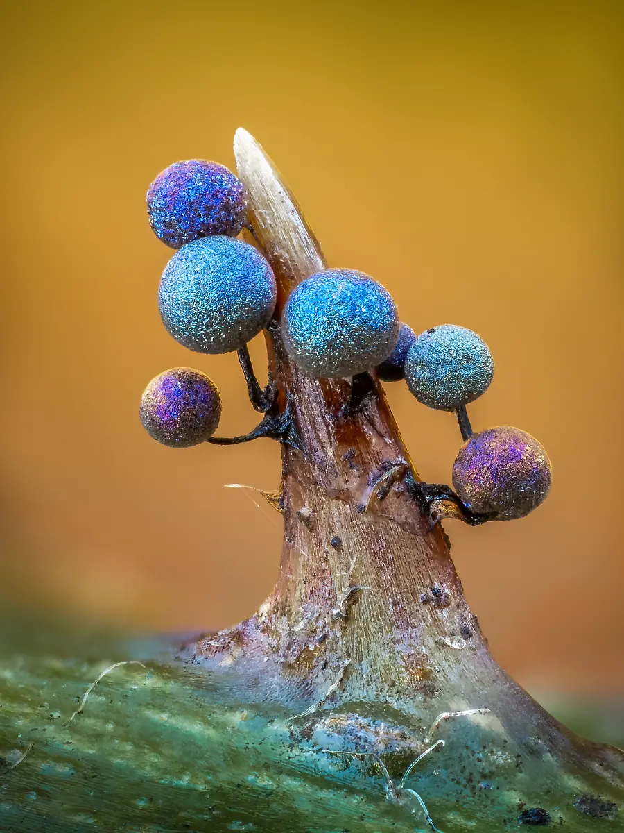 FUNGI-Finalist-Barry-Webb-Lamproderma-on-Bramble-Thorn-CUPOTY-5