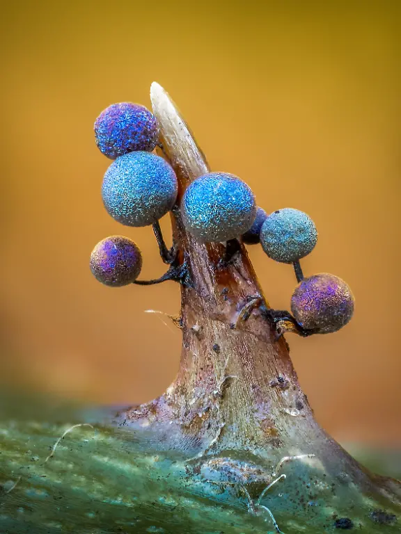 FUNGI-Finalist-Barry-Webb-Lamproderma-on-Bramble-Thorn-CUPOTY-5