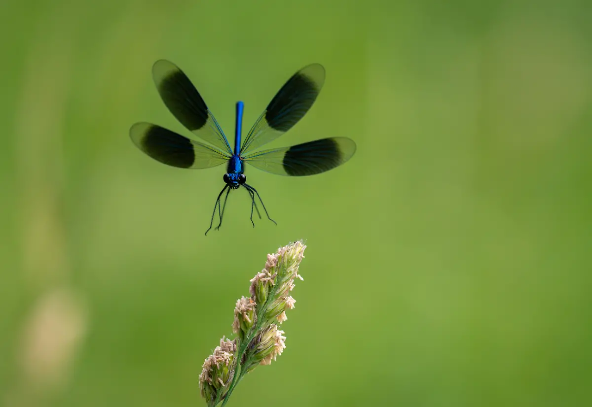 BUTTERFLIES-Finalist-Geoff-Simpson-Final-Approach-CUPOTY-5