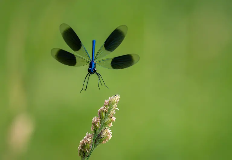 BUTTERFLIES-Finalist-Geoff-Simpson-Final-Approach-CUPOTY-5