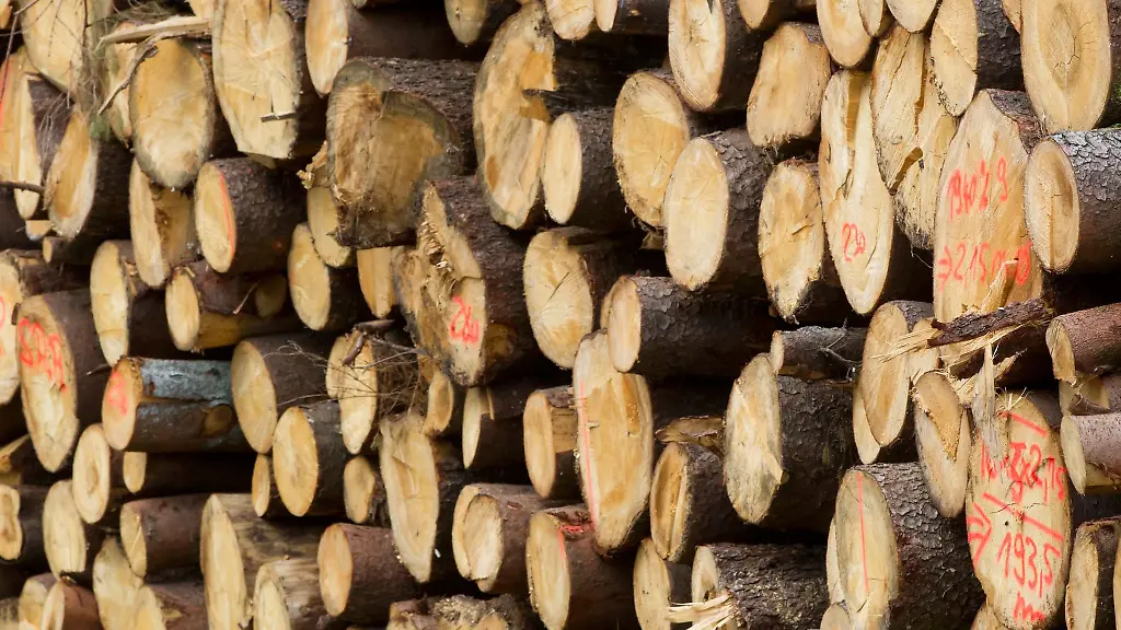 Baumstaemme-die-vom-Borkenkaefer-angegriffen-wurden