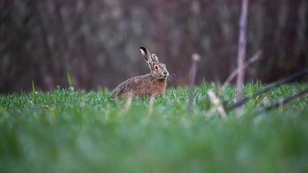 Ein-Feldhase-sitzt-im-Regen-auf-einer-Wiese