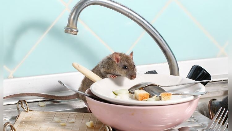 Ratten Haus.jpg