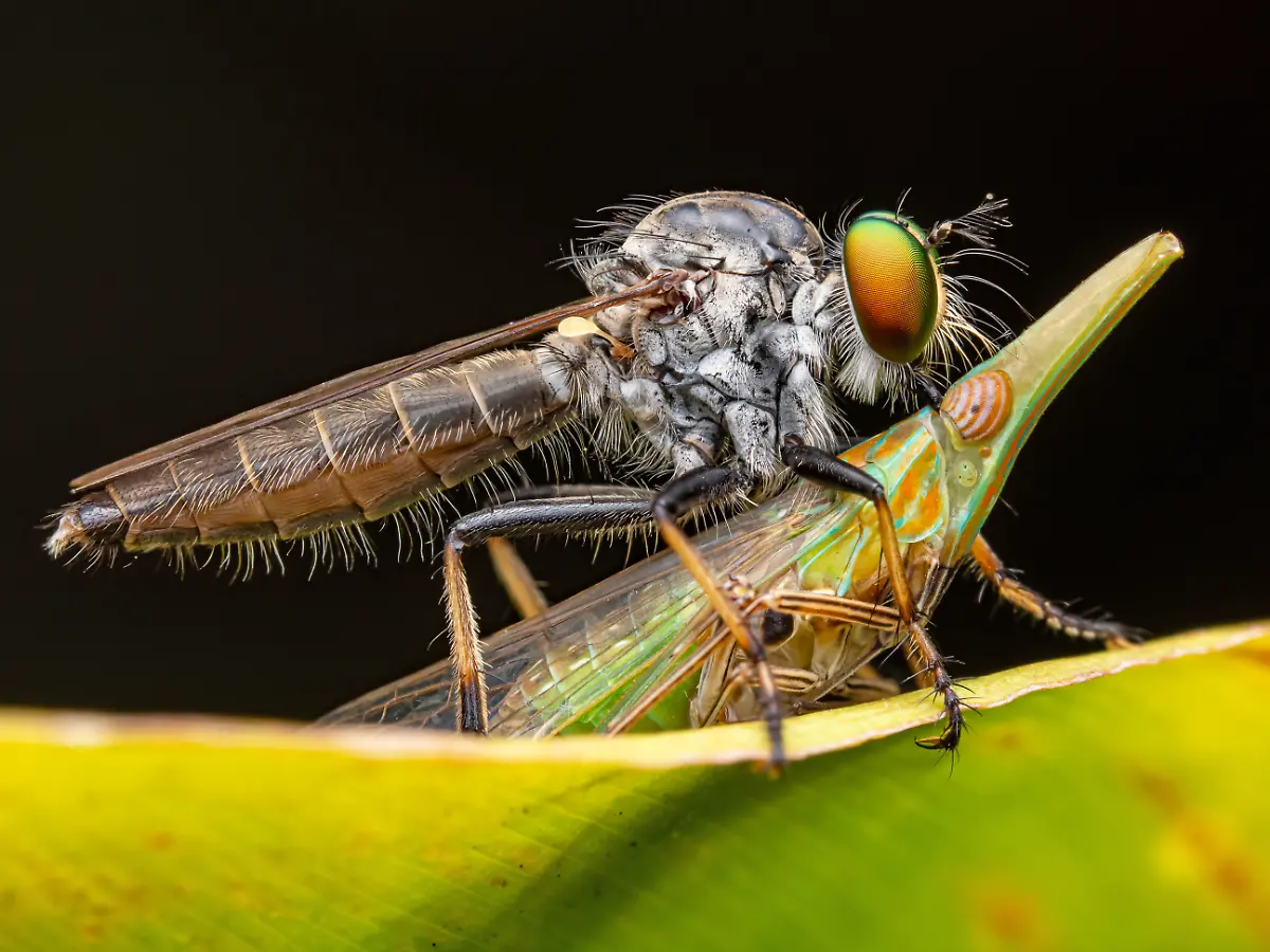 INSECTS-Finalist-Peter-Grob-Colourful-Meal-CUPOTY-5