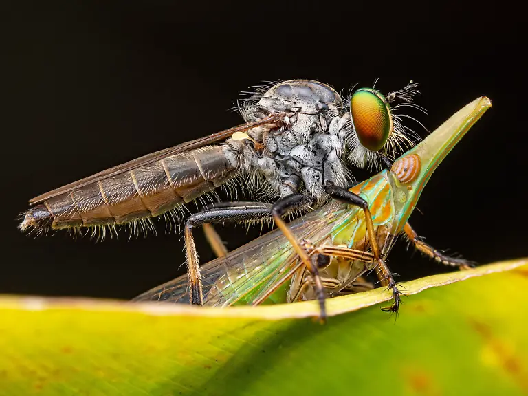 INSECTS-Finalist-Peter-Grob-Colourful-Meal-CUPOTY-5