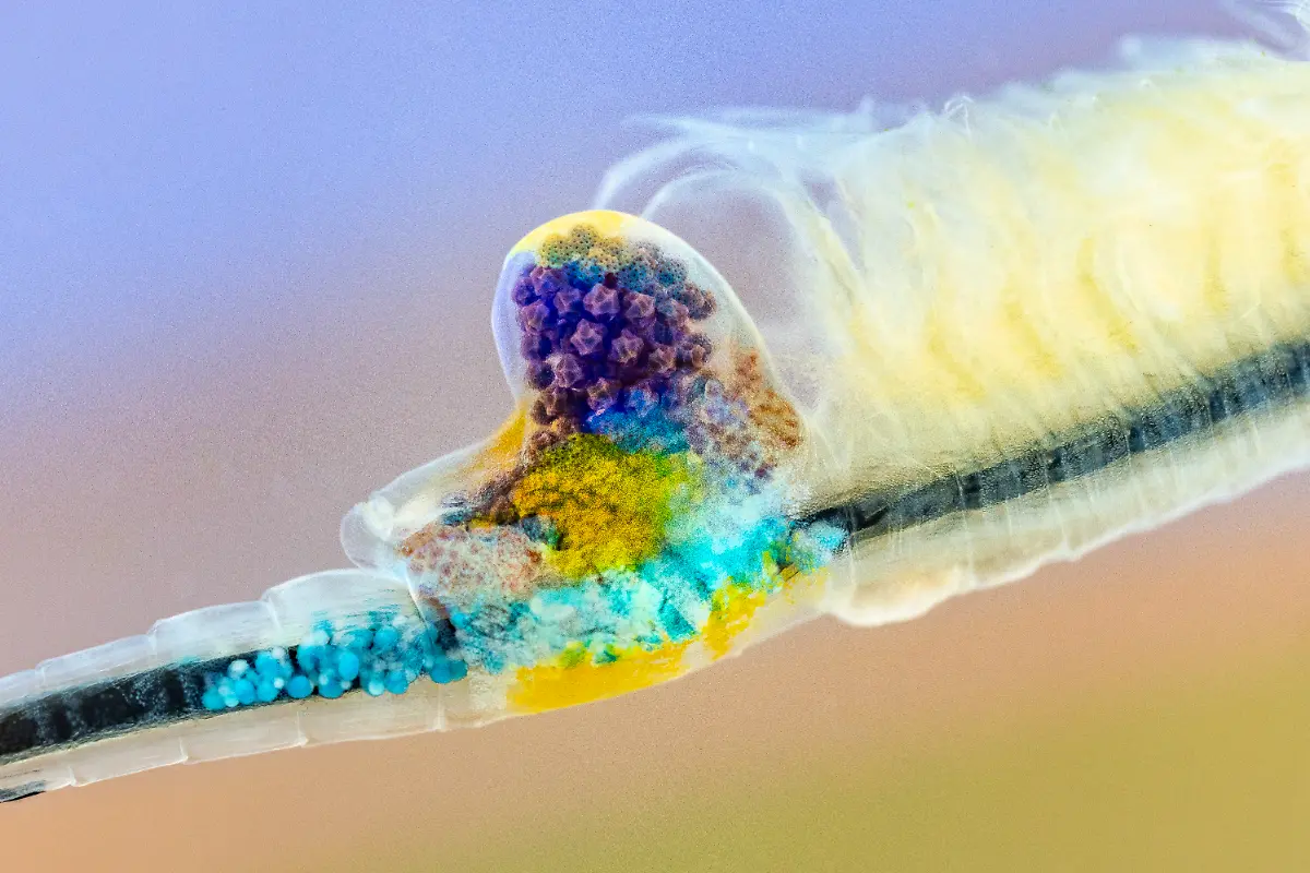 UNDERWATER-Finalist-Rene-Krekels-Fairy-Shrimp-Showing-Colourful-Eggs-CUPOTY-5
