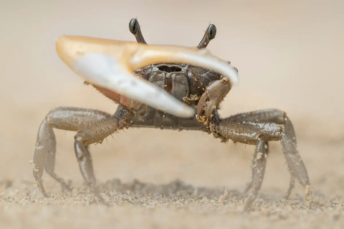 INVERT-PORTRAIT-3rd-Lior-Berman-Dancing-Sands-Violin-Crab-CUPOTY-5