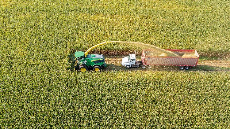 Der Anbau von Weizen war bisher ein Erfolgsrezept - doch könnte die Vereinfachung der Landwirtschaft eine evolutionäre Falle für den Menschen sein.