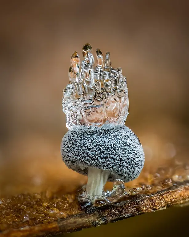 FUNGI-1st-Barry-Webb-The-Ice-Crown-CUPOTY-5-web