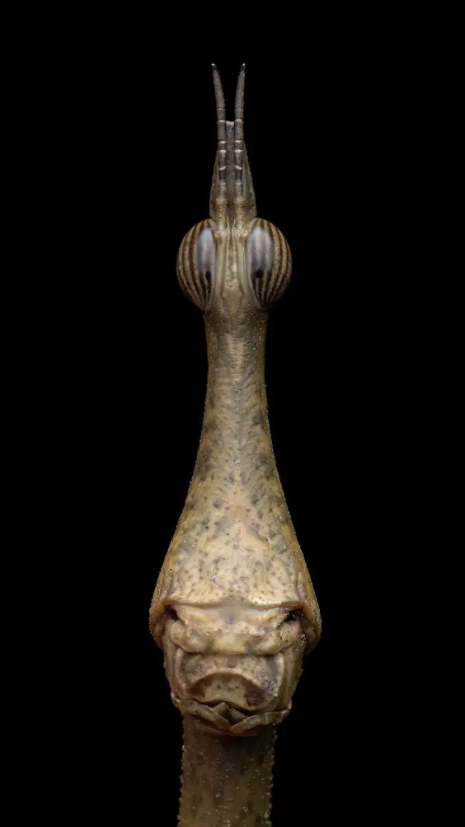 INVERT-PORTRAIT-1st-Tibor-Molnar-Jumping-Stick-CUPOTY-5-web