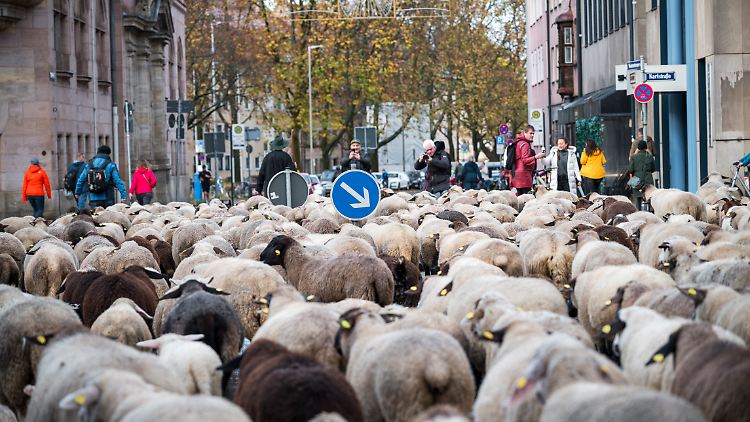 Die Herde lockte viele Schaulustige an.