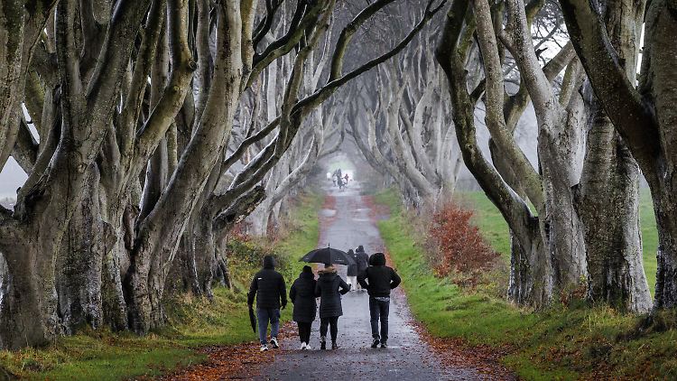 Diese Buchenallee in Nordirland wurde durch eine Szene in "Game of Thrones" international bekannt.