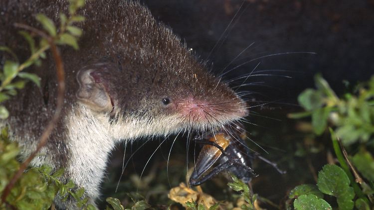 Das Borna Disease Virus 1 wird von Feldspitzmäusen übertragen. 