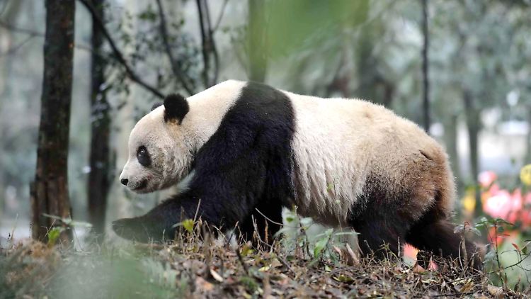 Auf der Suche nach weiteren Weibchen: In einer monogamen Beziehung könnte sich der Herr den Weg sparen.
