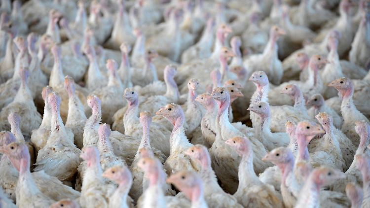Werden in einem Betrieb Vogelgrippe-Fälle festgestellt, müssen oft alle Tiere getötet werden.