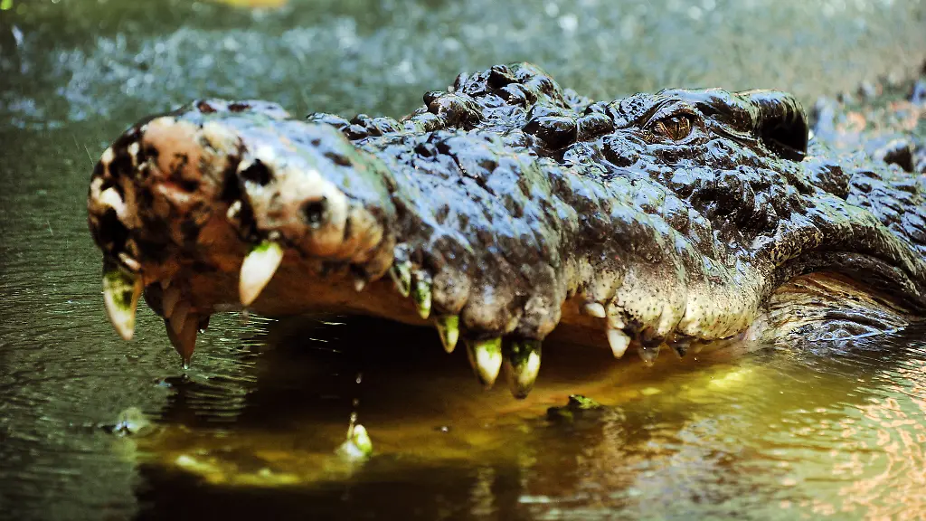 urn-binary-dpa-com-20090101-240109-99-540162-FILED