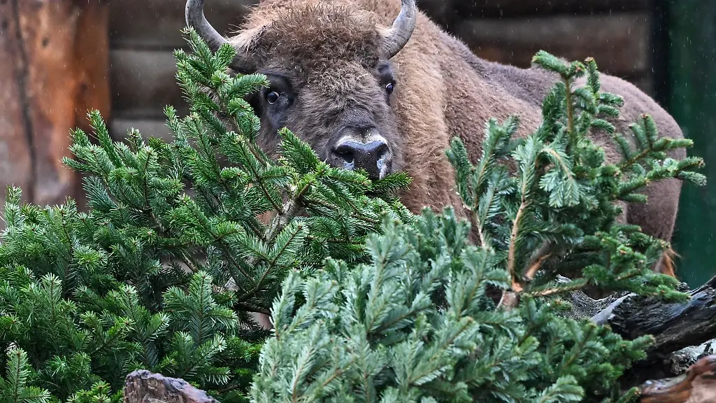 Ein-Bison-frisst-Tannenbaeume
