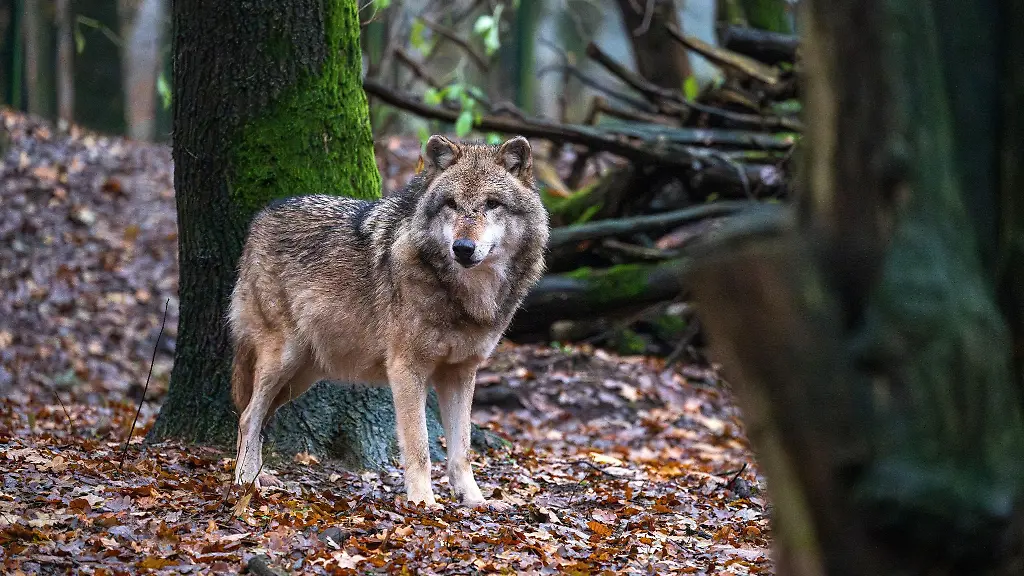 Ein-Europaeischer-Wolf-in-einem-Gehege-vom-Wolfcenter-Doerverden