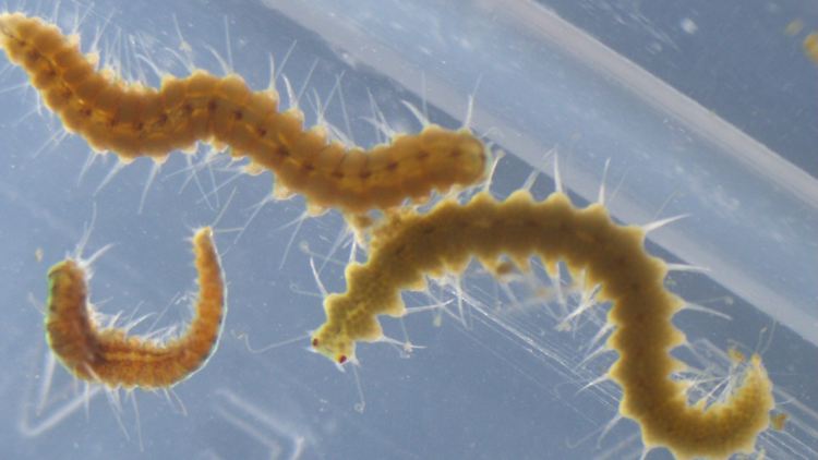 Zwei Hinterteile von Megasyllis nipponica-Würmern, ein männliches (oben) und ein weibliches.