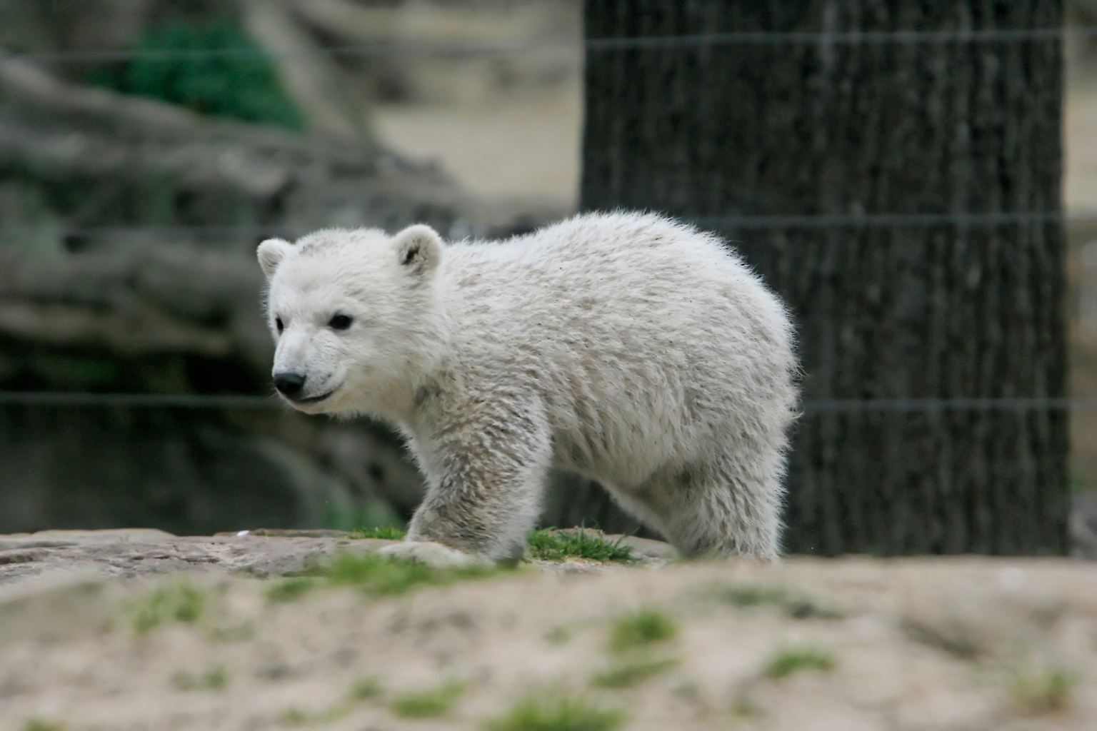 Als der kleine Eisbär Knut im März 2007 das erste Mal öffentlich im Berliner Zoo zu sehen ist, beginnt eine ungeahnte Karriere. 