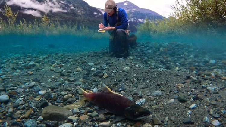 Jonathan Moore von der Simon Fraser University untersucht Rotlachse in einem ehemals vergletscherten Fluss in British Columbia, Kanada.