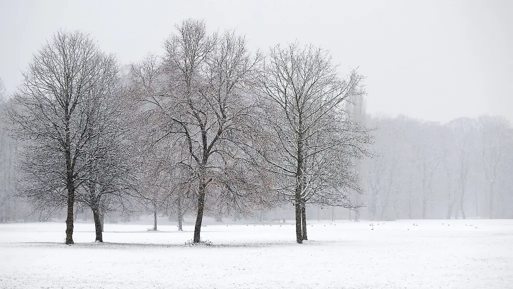 Schneebedeckte-Baeume-stehen-bei-leichtem-Schneefall-in-einem-Park