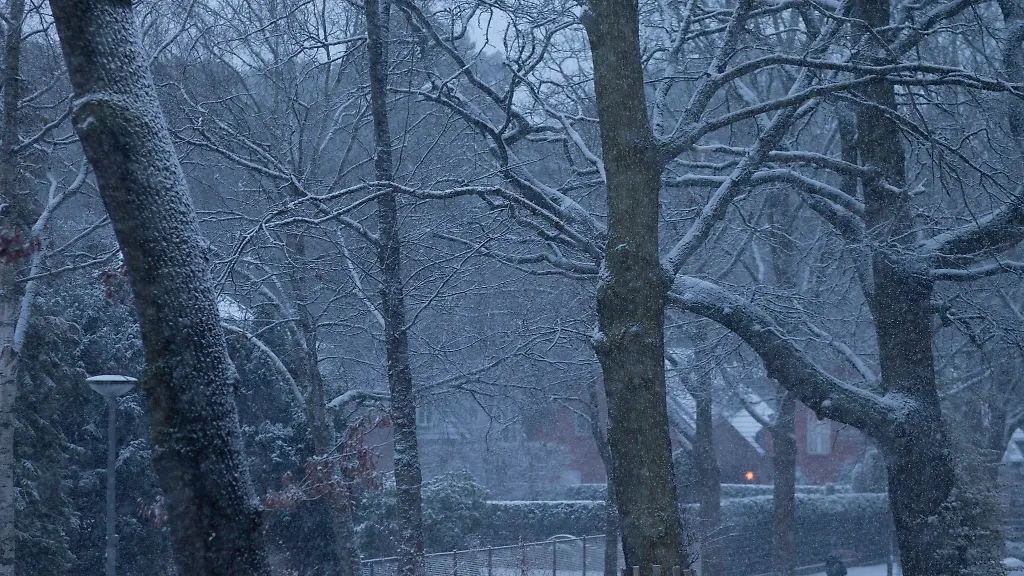 Schnee-faellt-auf-Baeume-an-einer-Strasse-in-Berlin