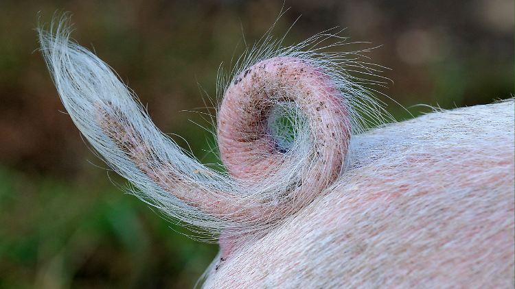 Das Virus, mit dem sich der Brite infiziert hatte, ähnelt stark den Viren in Schweinen.