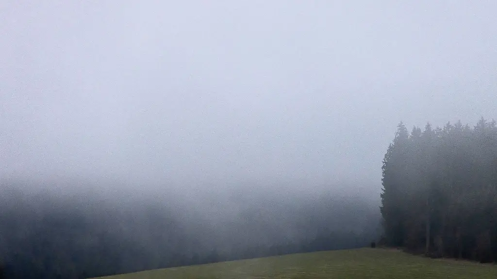 Nebel-zieht-ueber-eine-Wiese-am-Waldrand