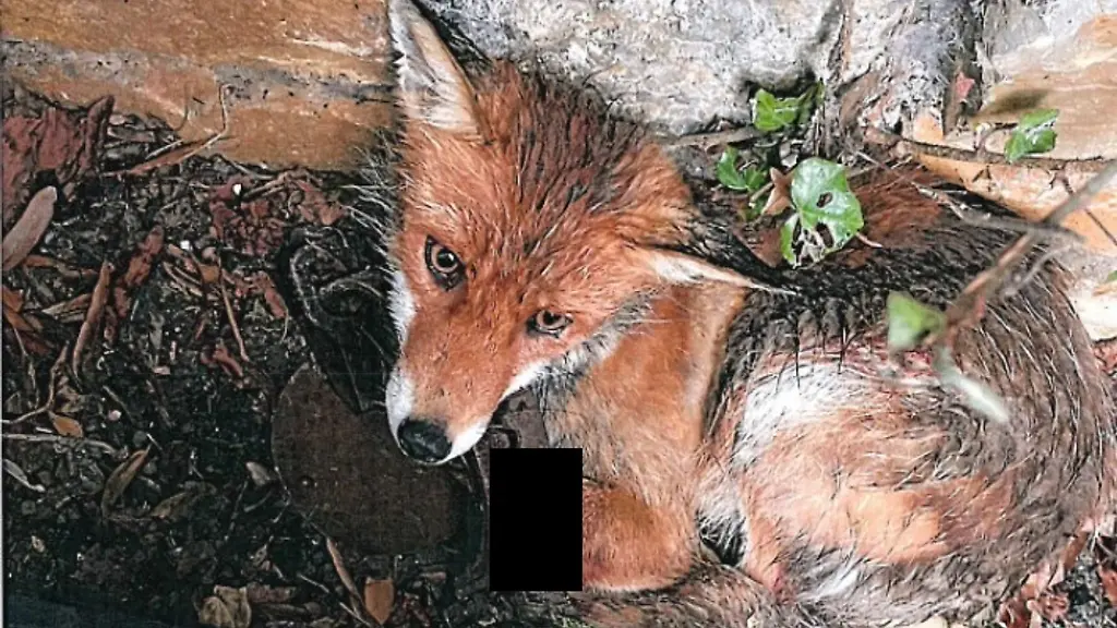Ein-durch-eine-Schlagfalle-schwer-verletzter-Fuchs-ist-im-April-bei-Sondershausen-gefunden-worden