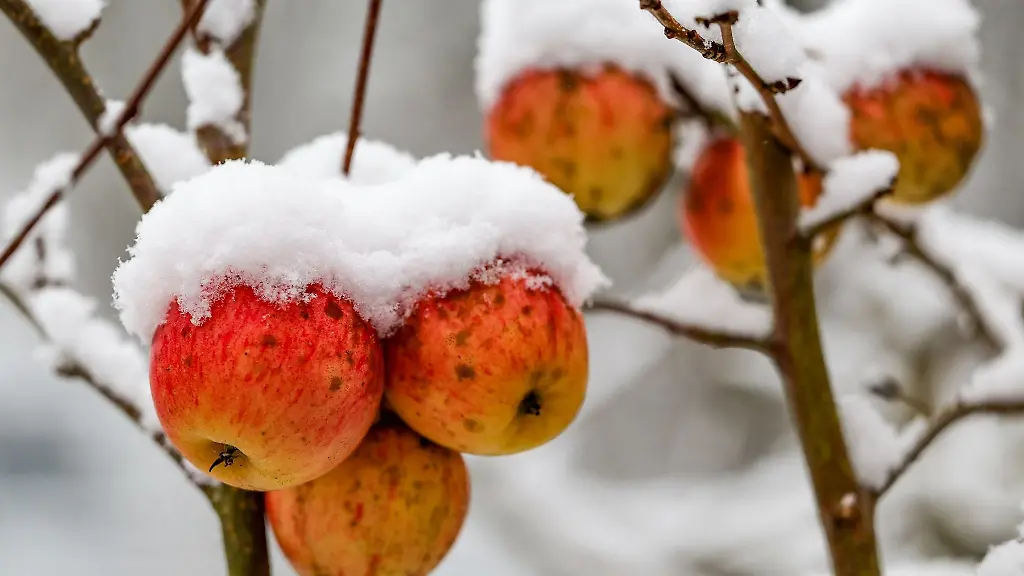 Eine-dicke-Schneeschicht-liegt-auf-nicht-geernteten-Aepfeln-in-einem-Garten