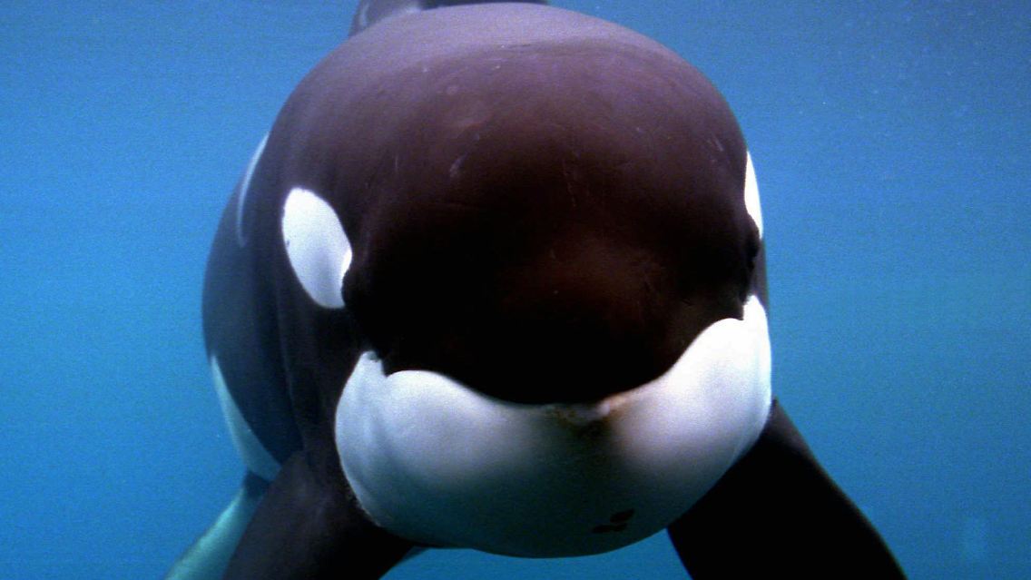Schon kurz nach dem ersten Kinostart läuft 1993 in den USA eine Kampagne von Wissenschaftlern und Tierschützern an: Sie fordern Freiheit für eingesperrte Orcas, die größte Delfin-Art.