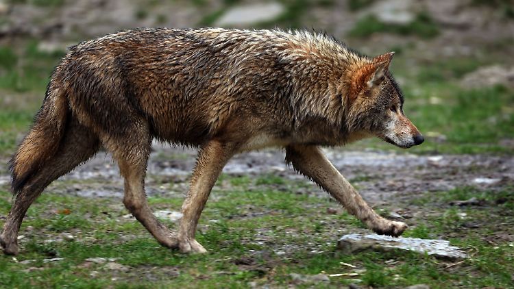 Ein Wolf läuft in einem Wildpark durch sein Gehege.