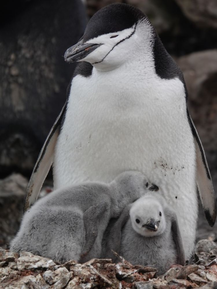 Wenn ein Pinguin mal längere Zeit allein auf die Küken aufpassen muss, muss der andere auch mal schlafen.