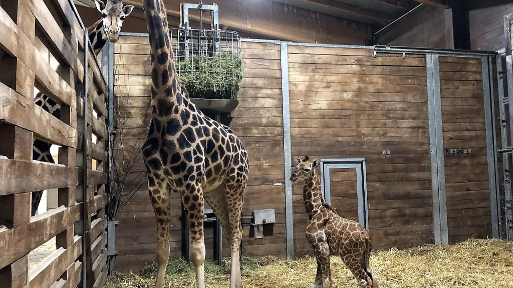 Giraffenkuh-Tamika-steht-mit-ihrem-Jungtier-im-Leipziger-Zoo
