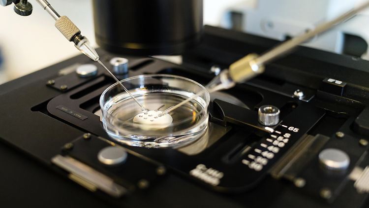 Die In-vitro-Fertilisation ist eine Methode zur künstlichen Befruchtung.