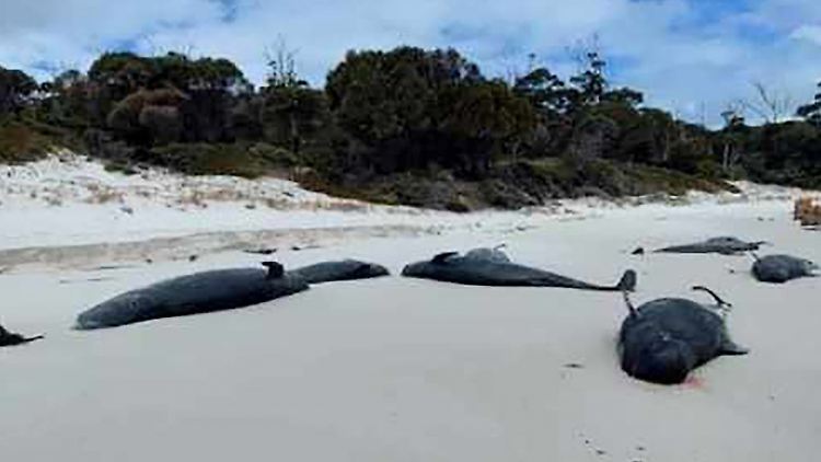 Mehr als 30 Grindwale sind am Bryans Beach gestrandet.
