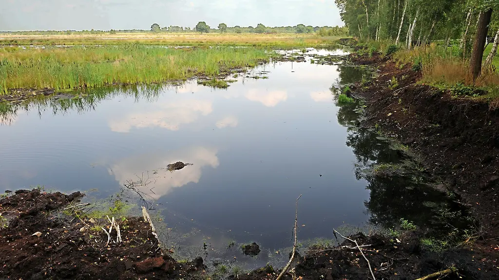 Die-Aufnahme-zeigt-ein-wiedervernaesstes-Gebiet-eines-Moores