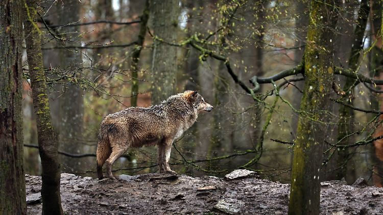 Der Wolf ist eine streng geschützte Tierart, das Bundesnaturschutzgesetz verbietet seine Tötung. (Themenbild)