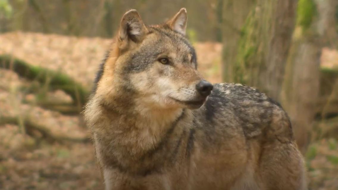 wolf.JPG