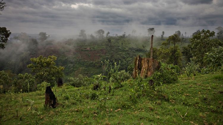 Der Mau-Wald im Westen Kenias ist ein begehrtes Objekt im CO2-Handel geworden.