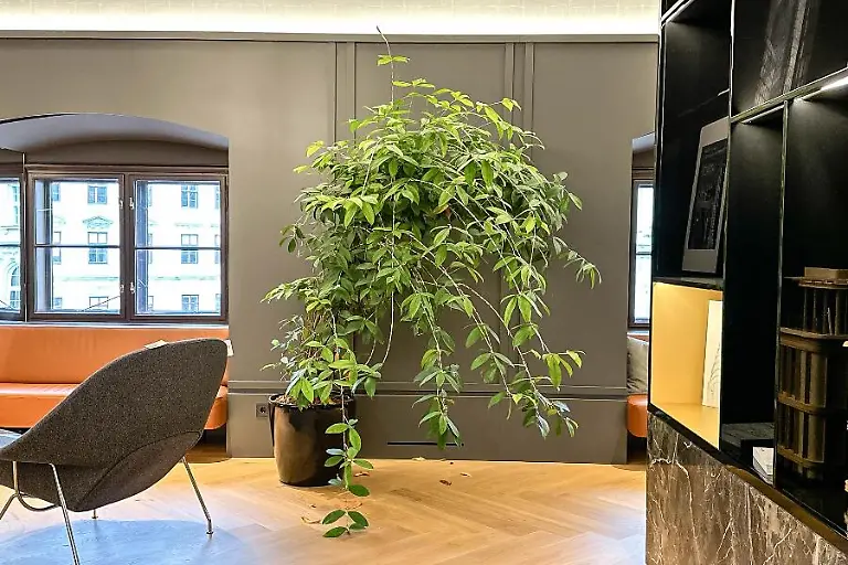 Zimmerpflanze-mit-Topf-l-1