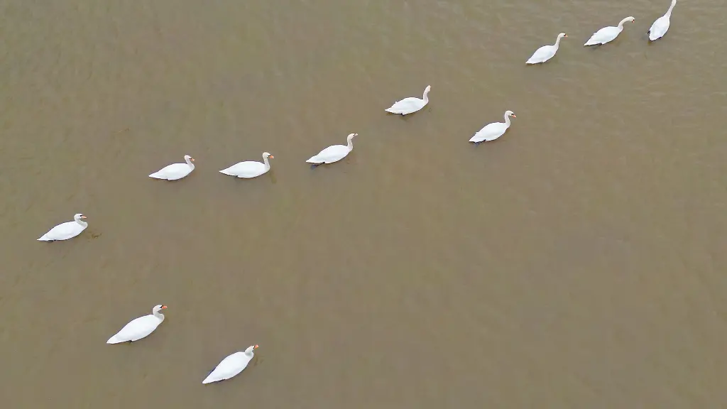 Schwaene-schwimmen-ueber-eine-ueberflutete-Wiese-an-der-Weser-bei-Petershagen-Luftaufnahme-mit-einer-Drohne